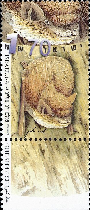 Kuhl's Pipistrelle (Pipistrellus kuhlii)