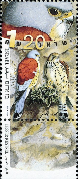 Lesser Kestrel (Falco naumanni)