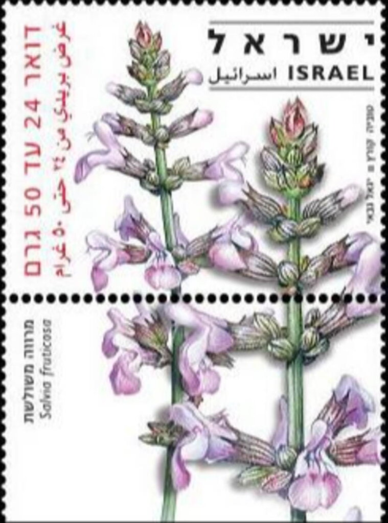 Salvia fruticosa (Greek sage)