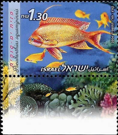 Sea Goldie (Pseudanthias squamipinnis)