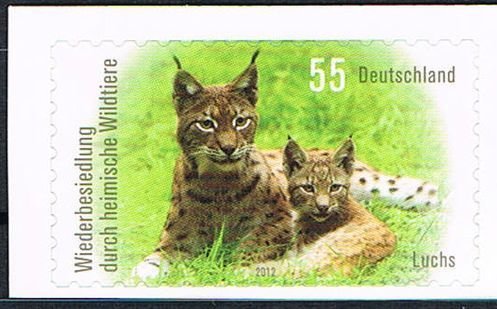 Eurasian Lynx (Lynx lynx)
