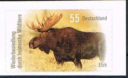 Moose (Alces alces)