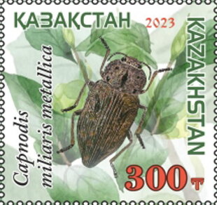 Capnodis miliaris