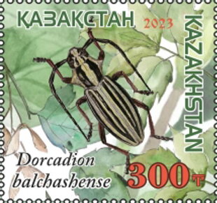 Dorcadion balchashense