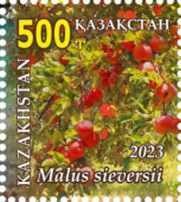Malus sieversii