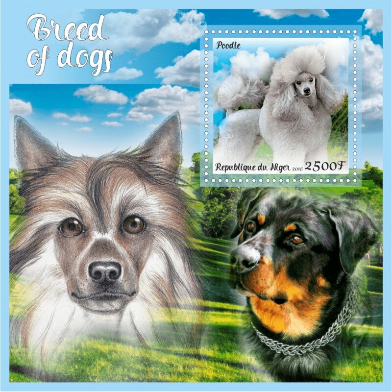Dogs Breed of Dogs (Poodle)