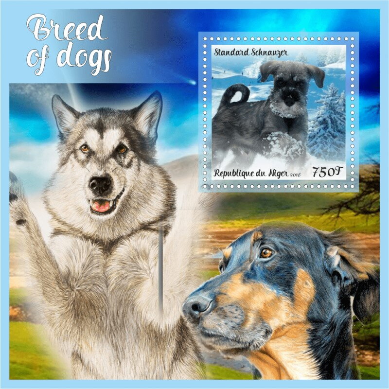 Dogs Breed of Dogs (Standard Schnauzer)