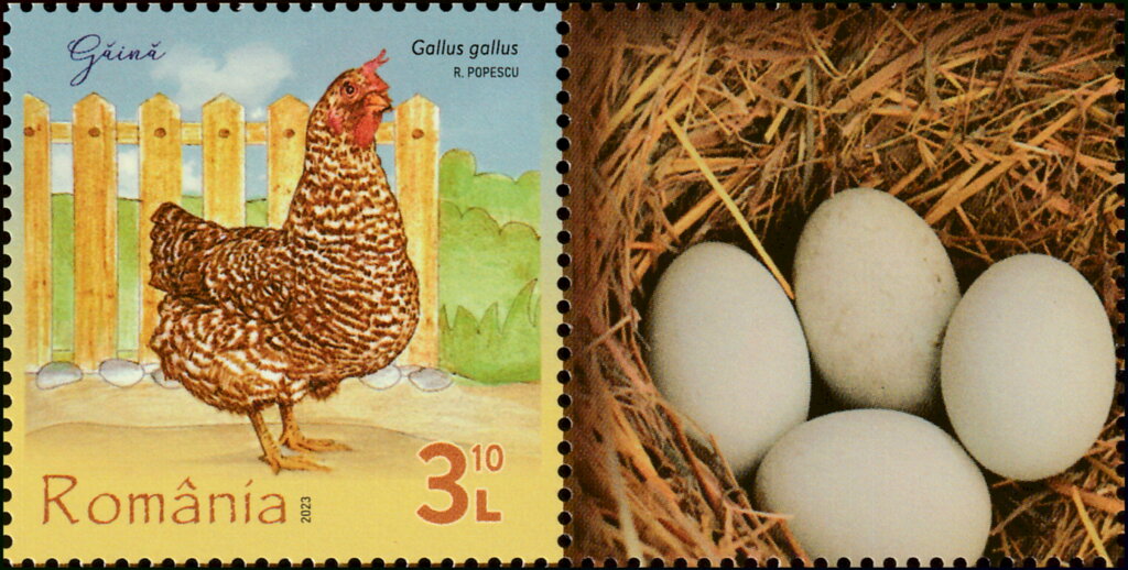 Chicken (Gallus gallus)