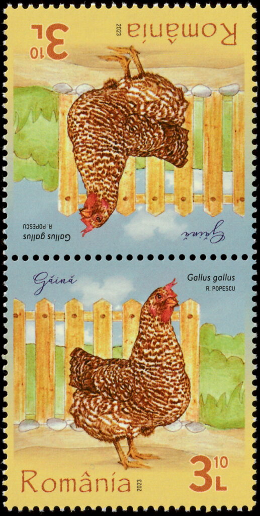 Chicken (Gallus gallus)