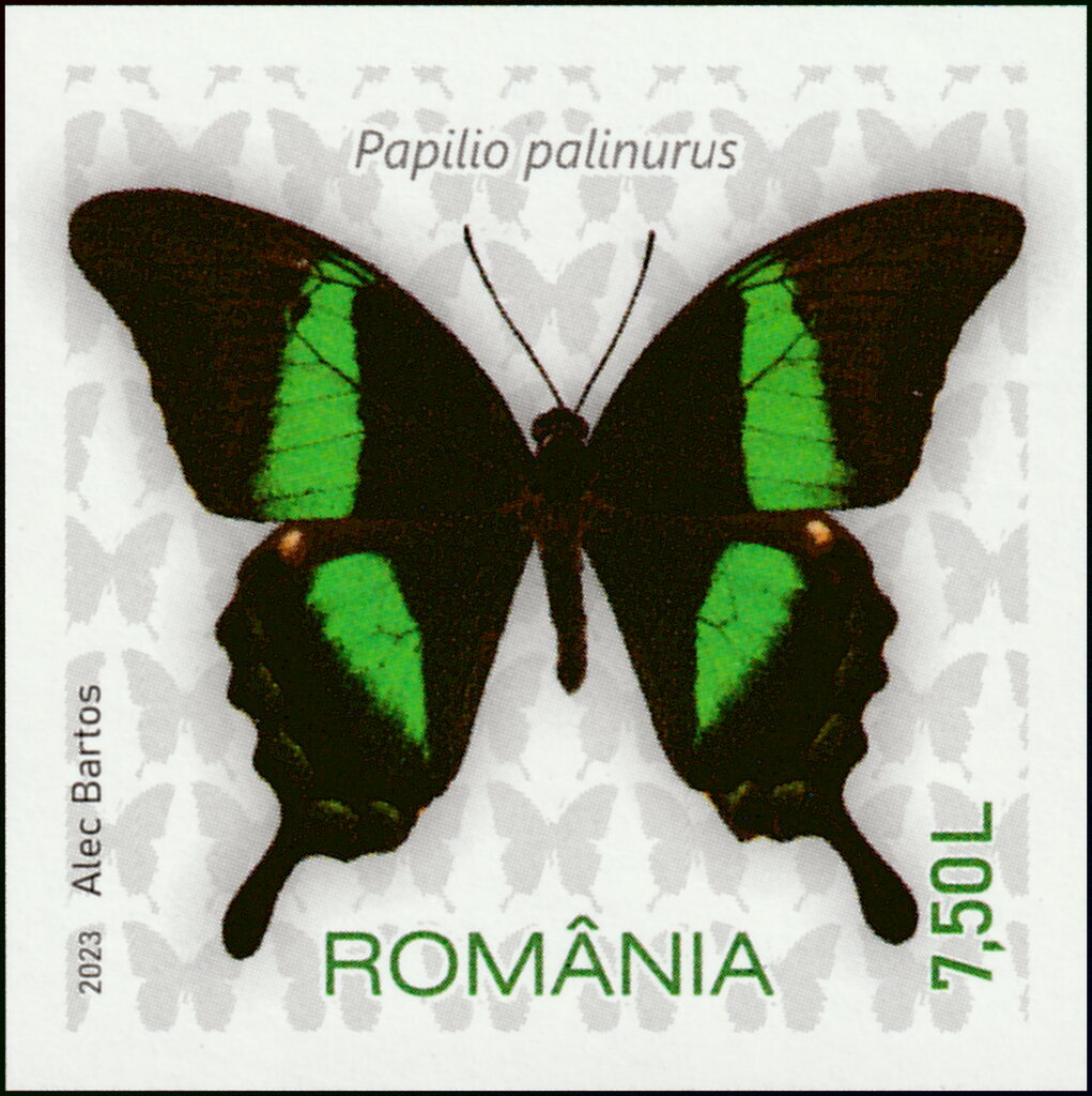 Emerald Swallowtail (Papilio palinurus)