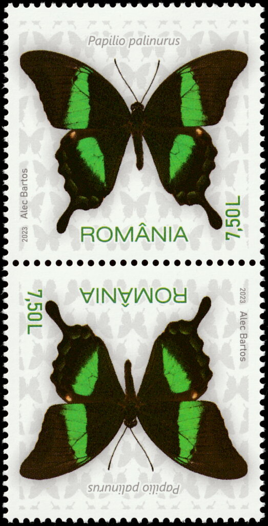 Emerald Swallowtail (Papilio palinurus)