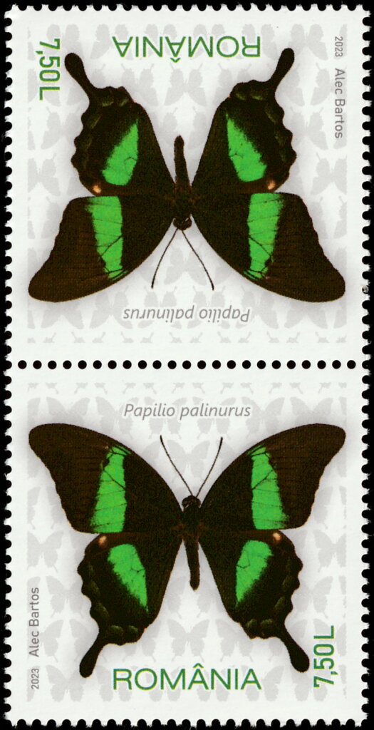 Emerald Swallowtail (Papilio palinurus)