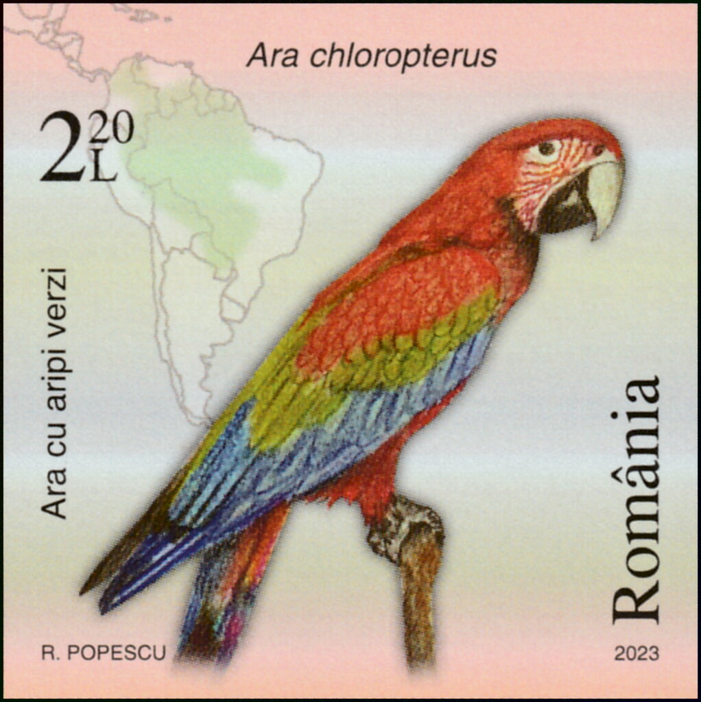 Green-Winged Macaw (Ara chloropterus)
