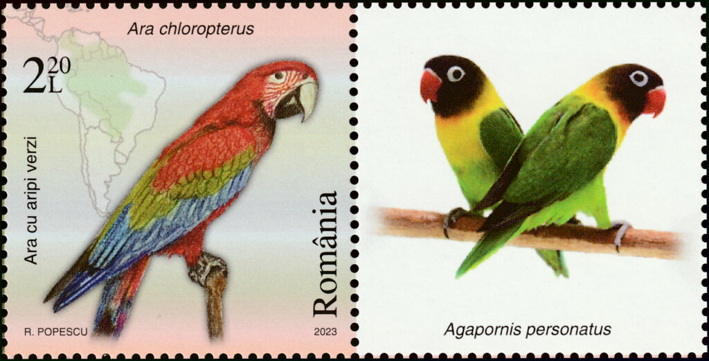 Green-Winged Macaw (Ara chloropterus)