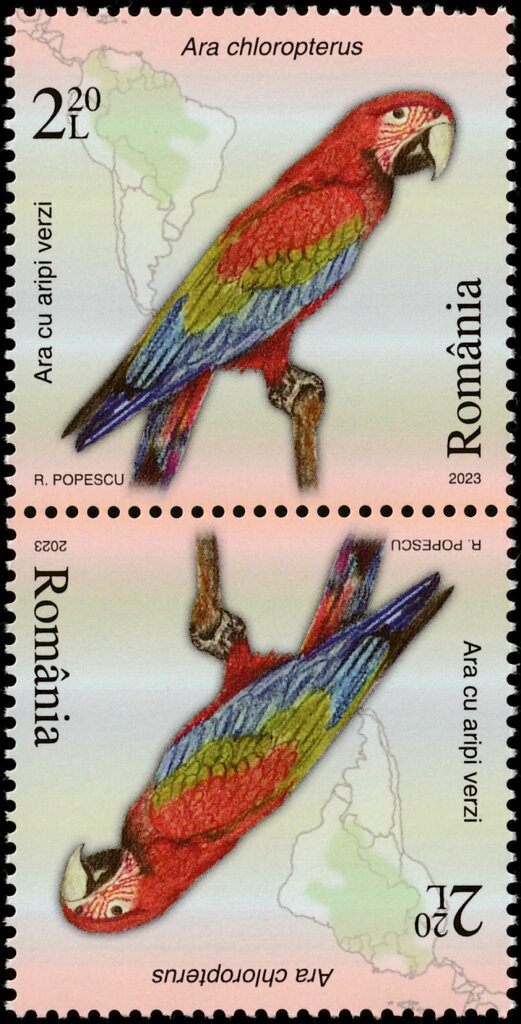Green-Winged Macaw (Ara chloropterus)