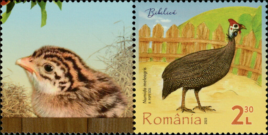 Helmeted Guineafowl (Numida meleagris)