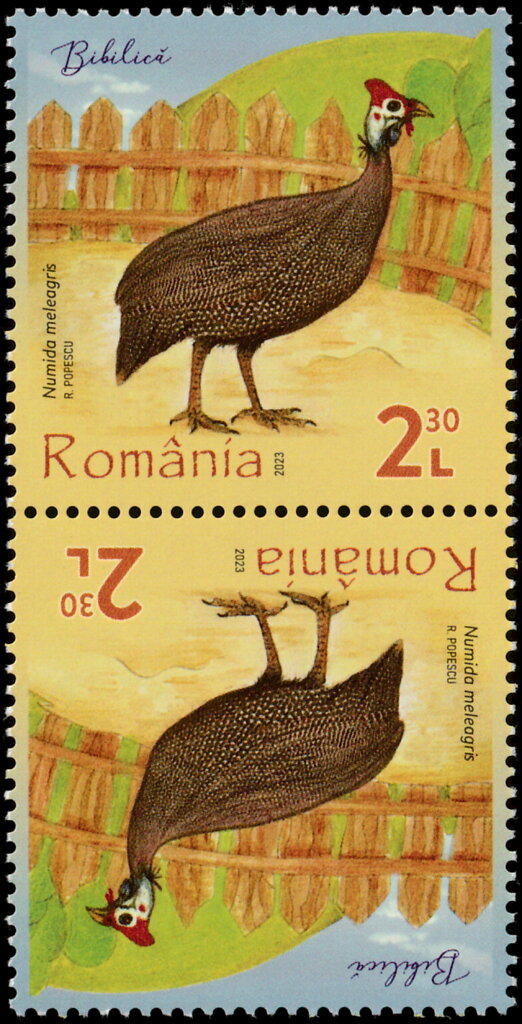Helmeted Guineafowl (Numida meleagris)