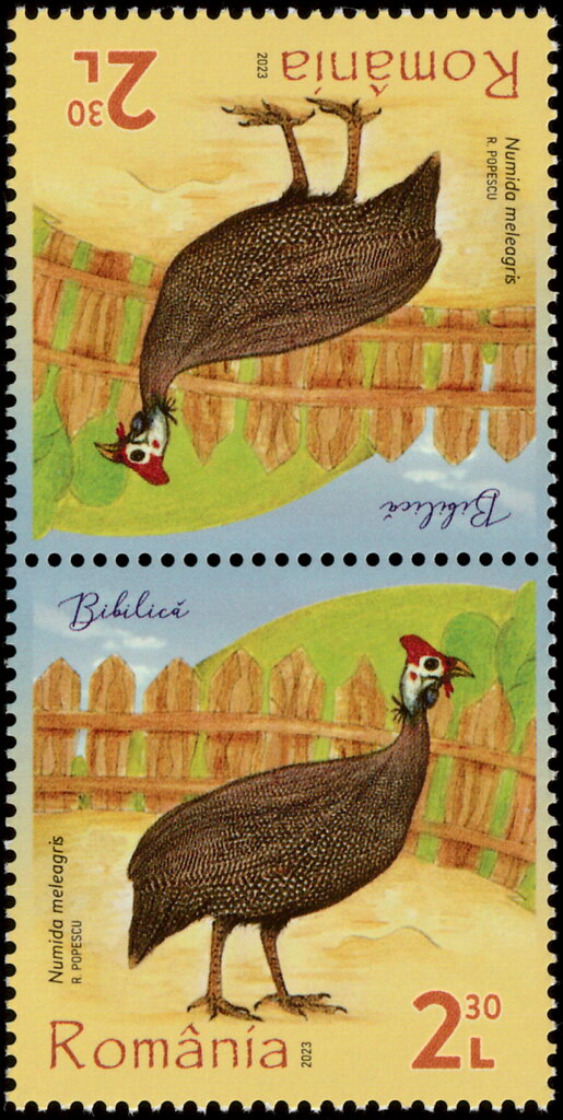 Helmeted Guineafowl (Numida meleagris)