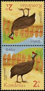 Tete-Beche, Helmeted Guineafowl (Numida meleagris), Romania,  , Animals (Fauna), Birds, Poultry