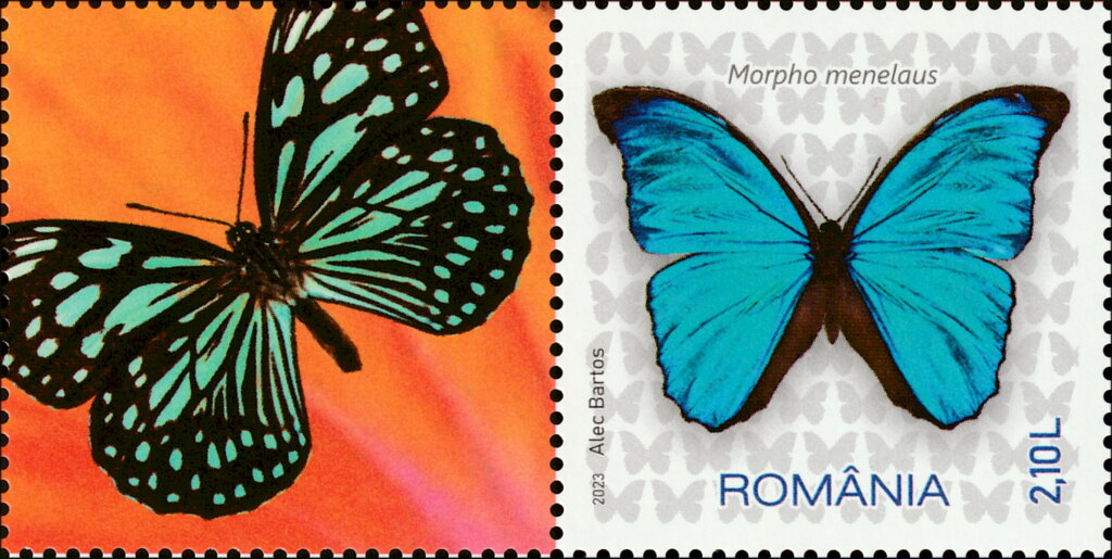 Menelaus Blue Morpho (Morpho menelaus)