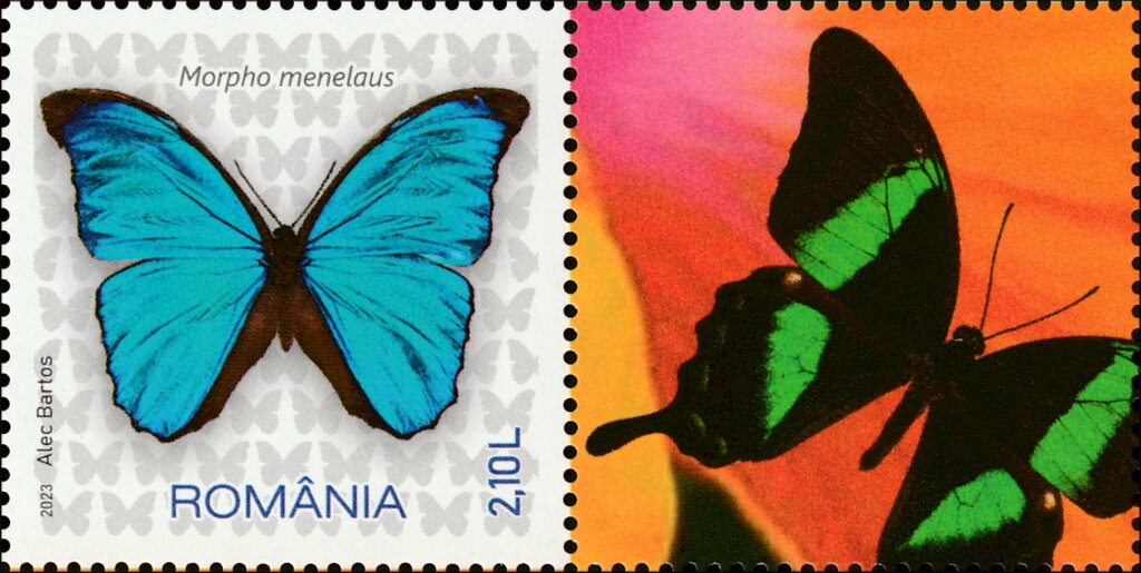 Menelaus Blue Morpho (Morpho menelaus)