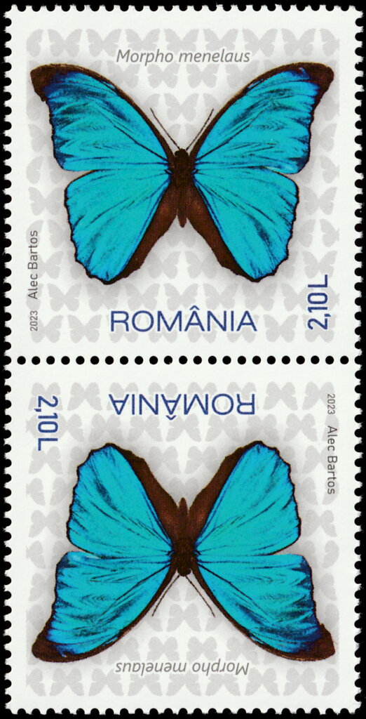 Menelaus Blue Morpho (Morpho menelaus)