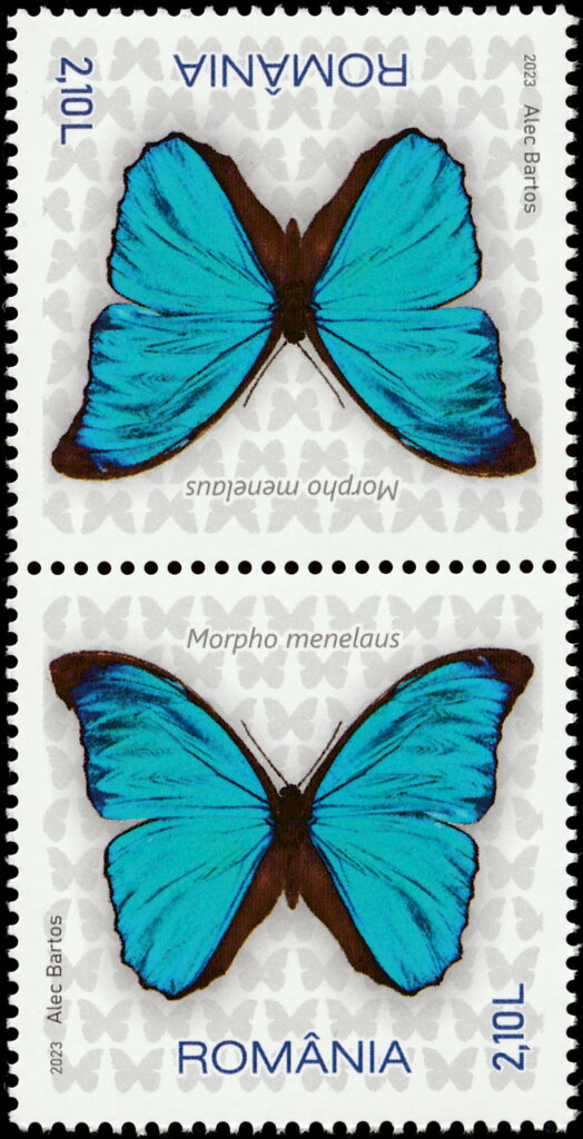 Menelaus Blue Morpho (Morpho menelaus)