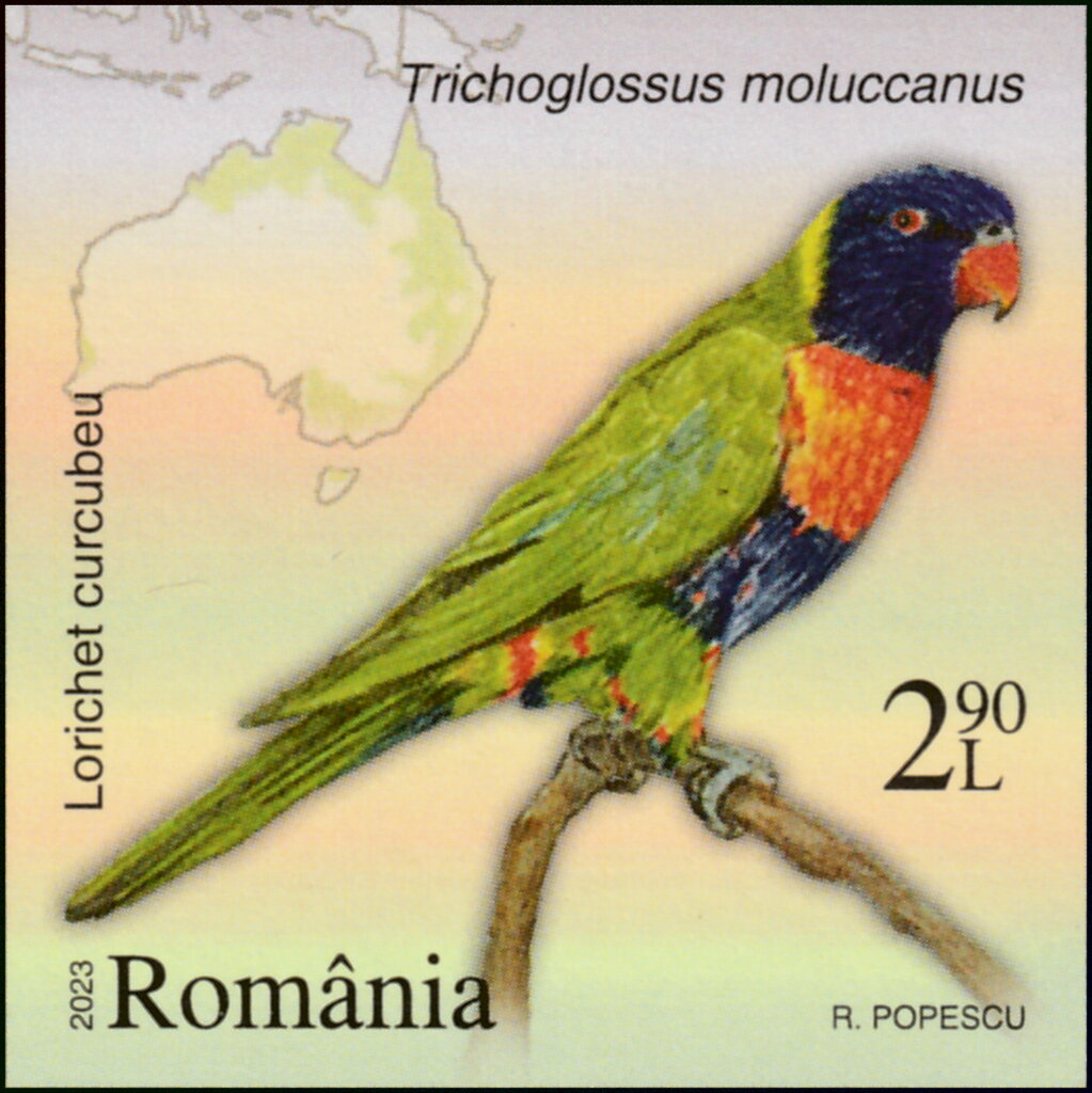 Multicolored Lorikeet (Trichoglossus moluccanus)