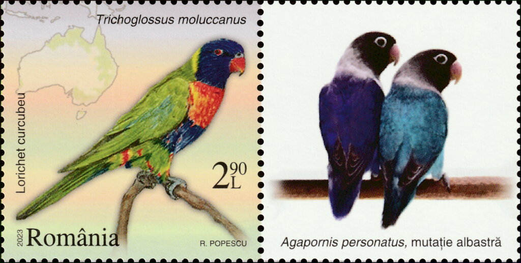 Multicolored Lorikeet (Trichoglossus moluccanus)