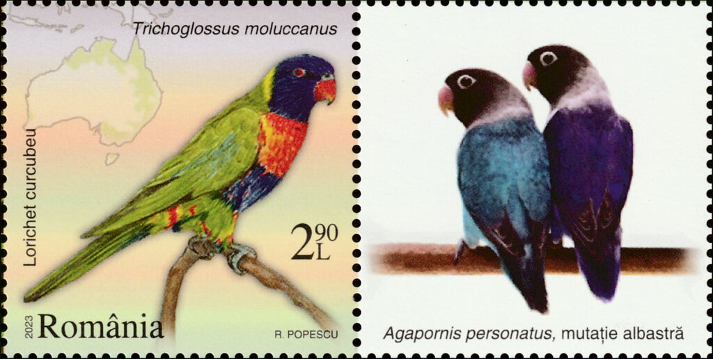 Multicolored Lorikeet (Trichoglossus moluccanus)