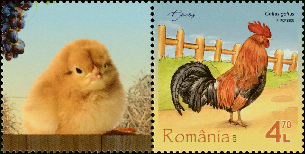 Rooster (Gallus gallus)