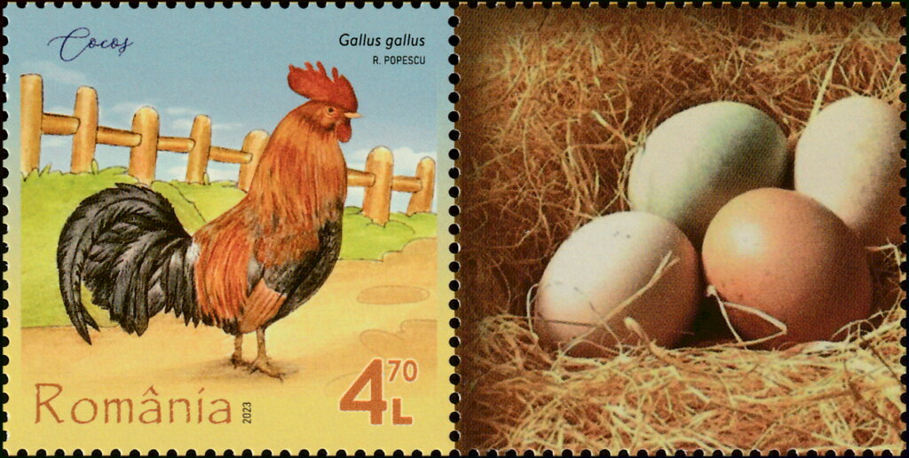 Rooster (Gallus gallus)