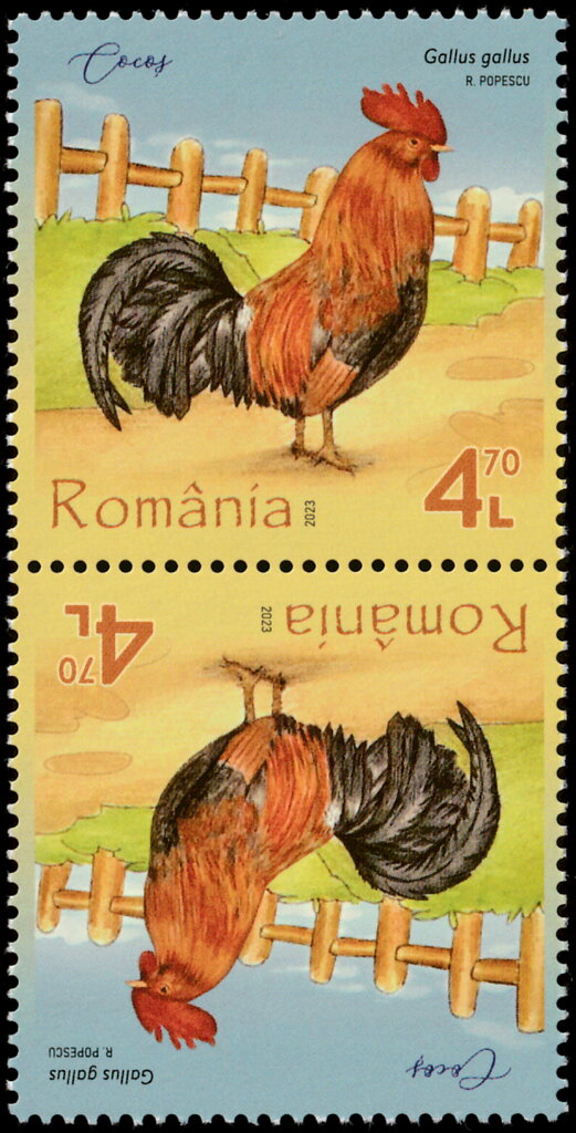 Rooster (Gallus gallus)