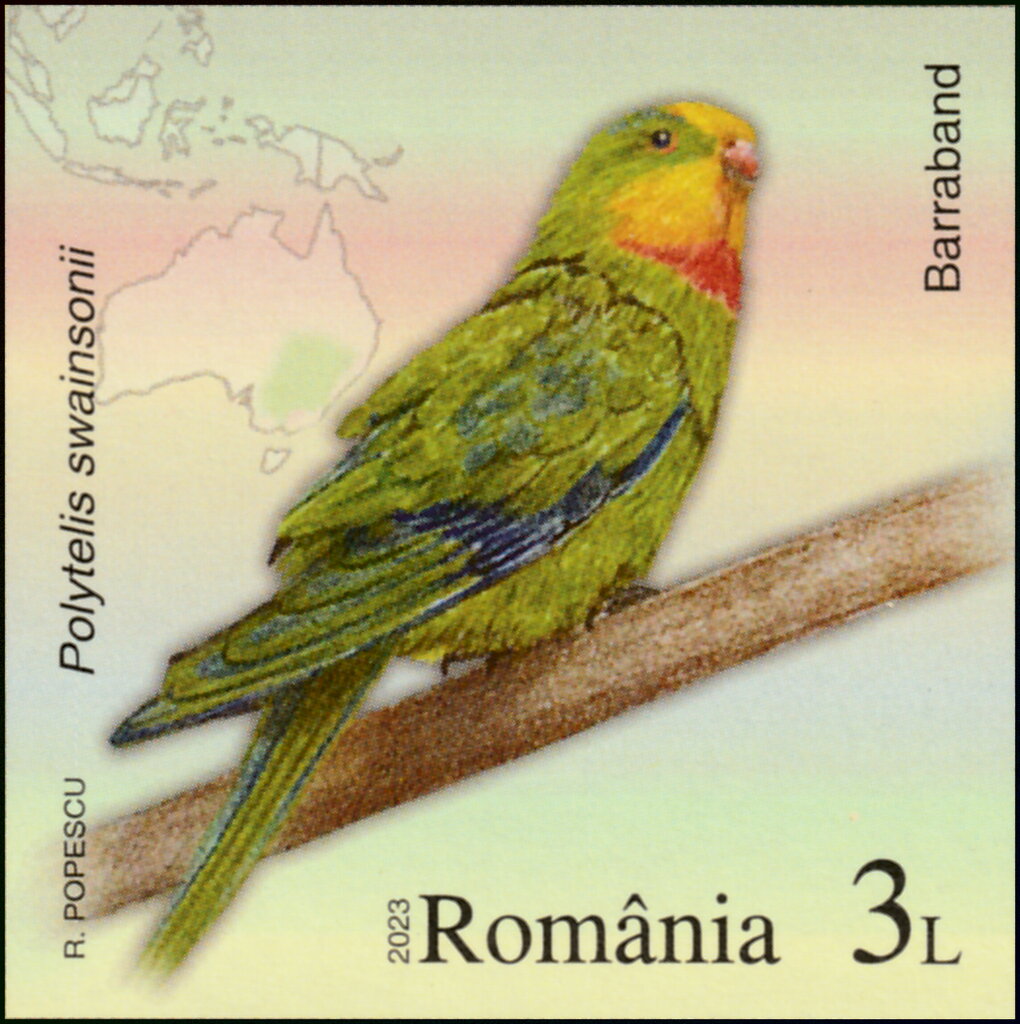 Superb Parrot (Polytelis swainsonii)