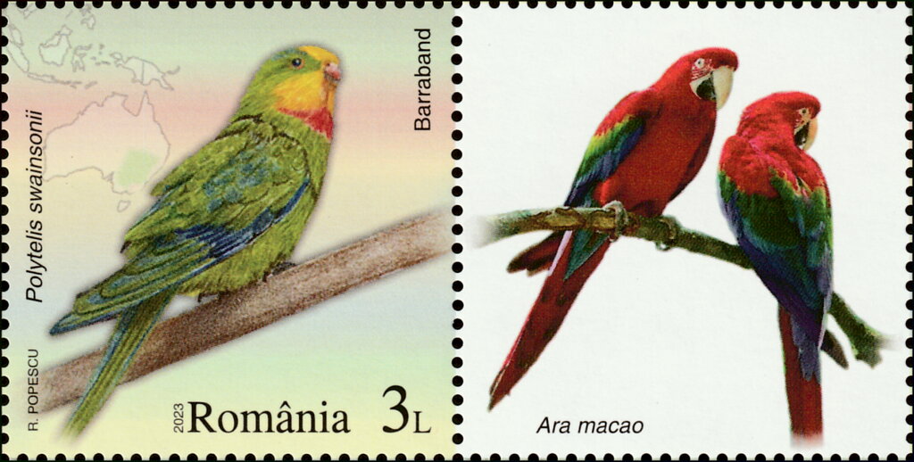 Superb Parrot (Polytelis swainsonii)