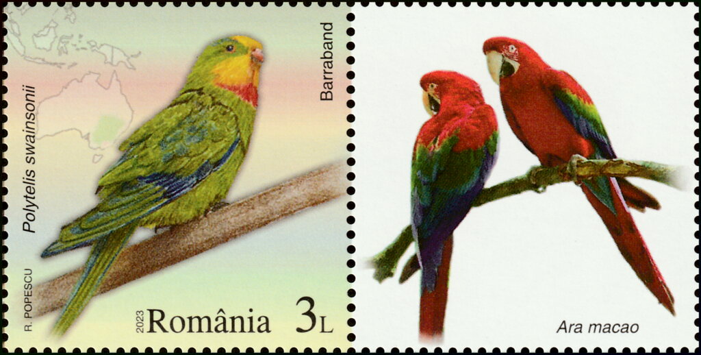 Superb Parrot (Polytelis swainsonii)