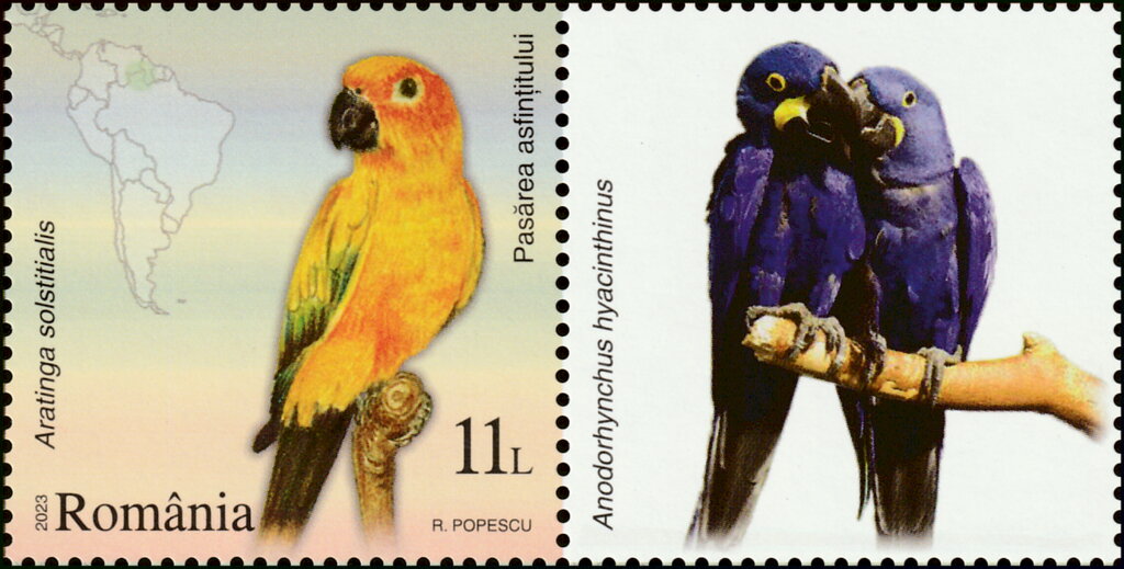 Superb Parrot (Polytelis swainsonii)