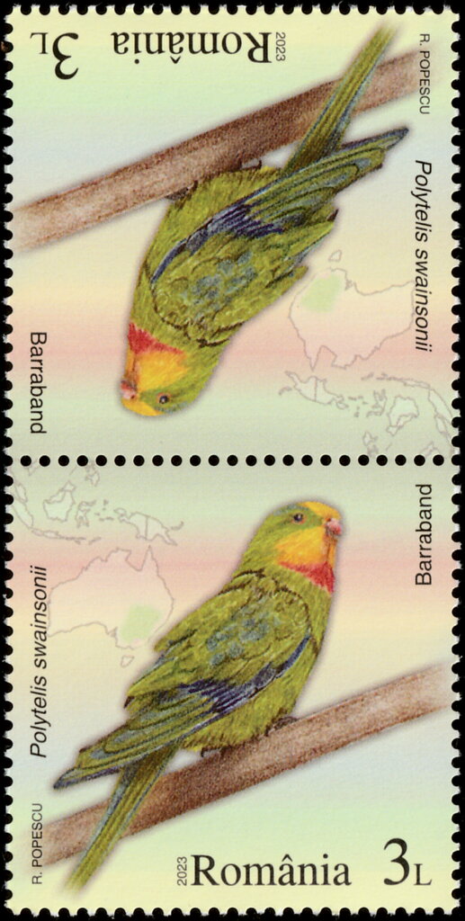 Superb Parrot (Polytelis swainsonii)