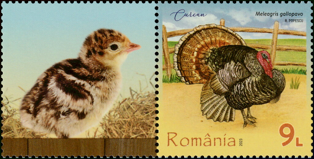 Turkey (Meleagris gallopavo)