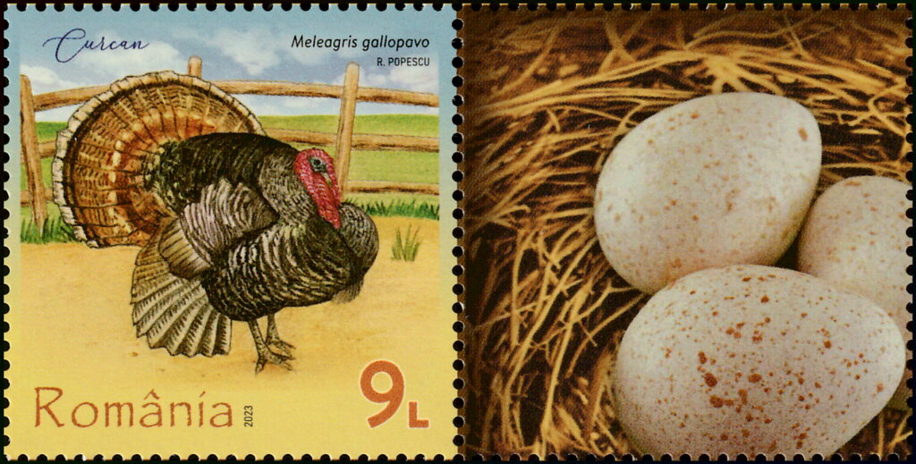 Turkey (Meleagris gallopavo)