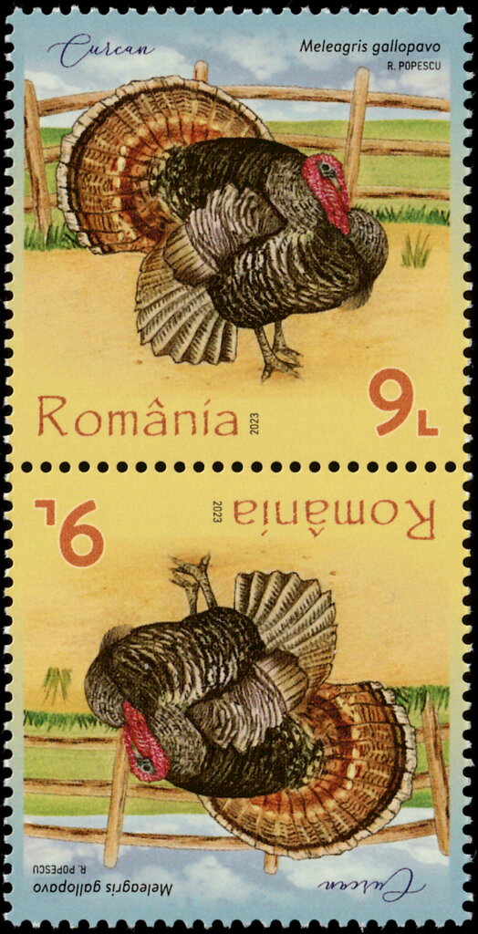 Turkey (Meleagris gallopavo)