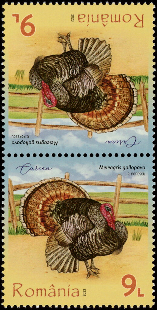 Turkey (Meleagris gallopavo)