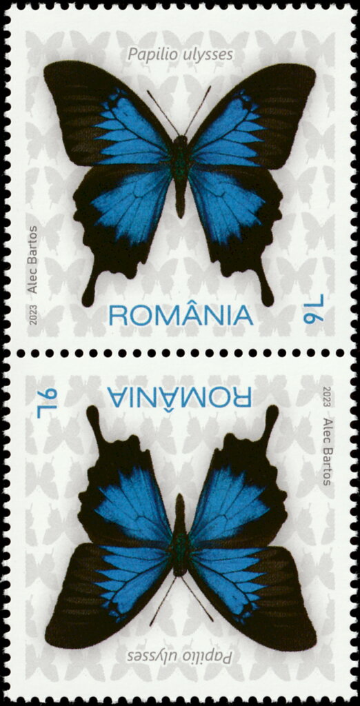 Ulysses Butterfly (Papilio ulysses)