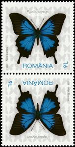 Tete-Beche, Ulysses Butterfly (Papilio ulysses), Romania,  , Animals (Fauna), Butterflies, Insects