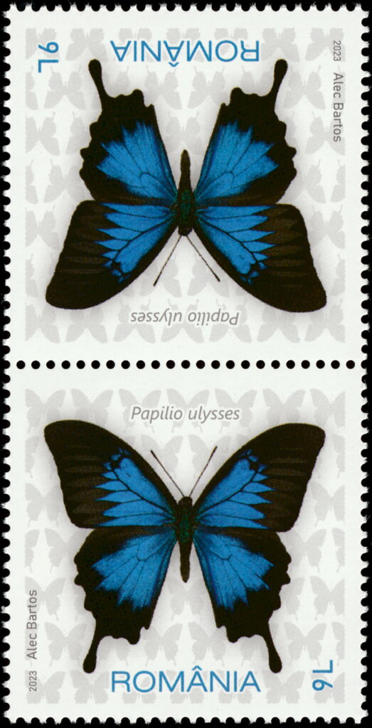 Ulysses Butterfly (Papilio ulysses)