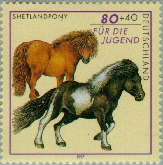 Shetland Pony (Equus ferus caballus)
