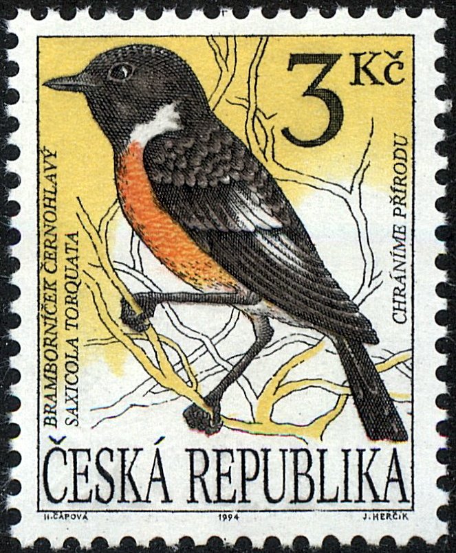 Common Stonechat (Saxicola torquata)