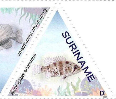 Ambloplites ariommus