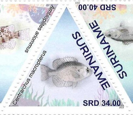 Centrarchus macropterus