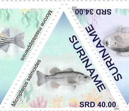 Micropterus salmoides